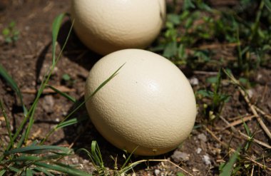 Vahşi Afrika deve kuşu yumurtaları yerdeki açık. Doğal gıda kupa Tur pişirin. Egzotik kuşlar yumurta Africa.Heavy ve sert kuş yumurta kabuğu