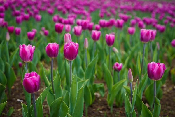 Wunderschöne Lila Tulpen Die Botanischen Garten Unter Heller Sonne Holland — Stockfoto