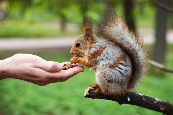 Pequeño Squirell Divertido Come Comida Mano Mujer Parque Verde Lindo —  Fotos de Stock