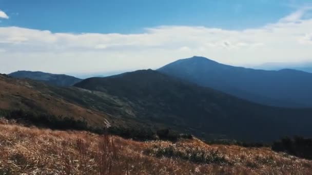 Grama Amarela Balançar Vento Parque Montanha Grande Altura Filmagem Bela — Vídeo de Stock