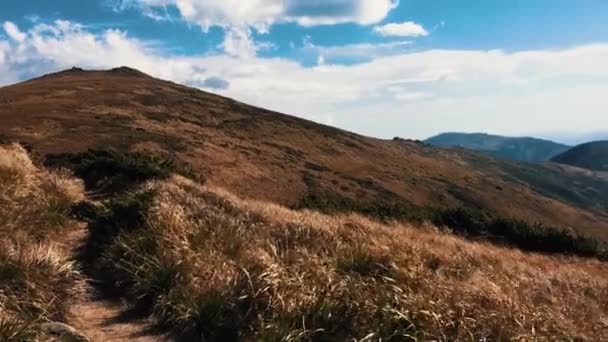 Żółty Trawa Kołysać Się Wiatr Mountain Park Dużą Wysokość Nagrania — Wideo stockowe