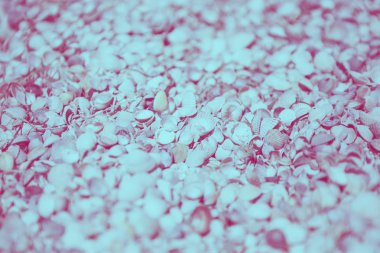 Egzotik deniz kabukları katı mavi renkli. Deniz kabuğu dokusu içinde yakın çekim