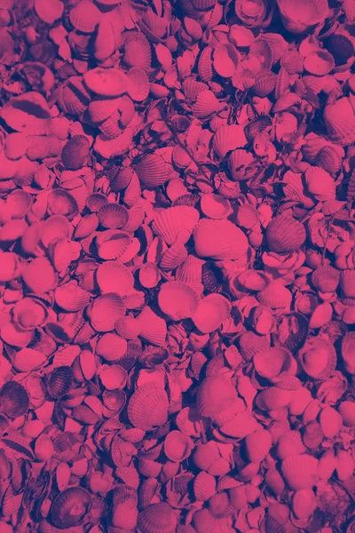Egzotikus Tengeri Kagyló Világos Egyszínű Tengeri Kagyló Textúra Közelről — Stock Fotó