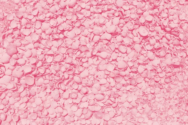 Egzotikus Tengeri Kagyló Világos Egyszínű Tengeri Kagyló Textúra Közelről — Stock Fotó