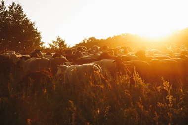 Domestick koyun gün batımında açık hayvancılık alanında büyük sürüsü. Güzel bir akşam güneş ışığı kırsal hayvan çiftliğinde. Ahır'a günün sonunda çalışan birçok koyun. Doğal woold ve et kaynağı