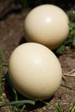 Birkaç büyük bütün devekuşu yumurta safari Park. Doğal extoic çiğ gıda Afrika Savannah. Ağır sarı kuş yumurta zengin vitamin ve protein ile. 