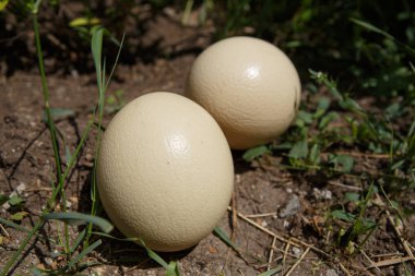Birkaç büyük bütün devekuşu yumurta safari Park. Doğal extoic çiğ gıda Afrika Savannah. Ağır sarı kuş yumurta zengin vitamin ve protein ile. 