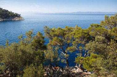 hırvatistan'da çam ağaçları ve Akdeniz. Doğa, seyahat