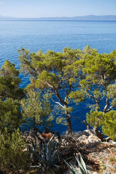 Pine Trees Mediterranean Sea Croatia Nature Travel — Stock Photo, Image
