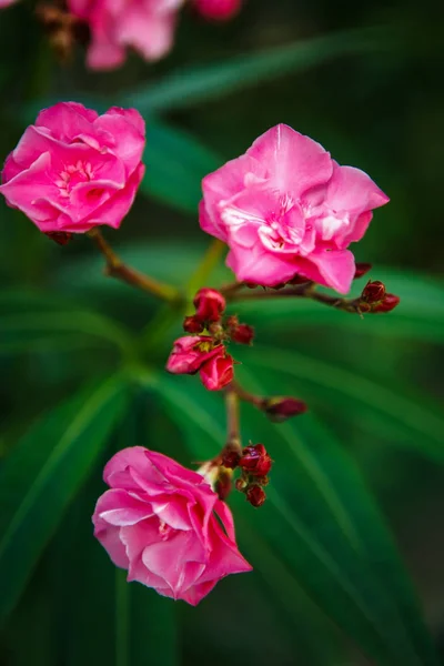 Exotique Rugose Rosa Fleur Rose Dans Jardin Botanique Rare Rose — Photo