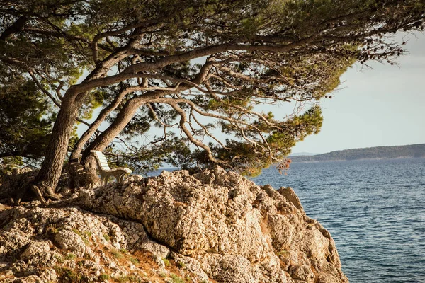 Coast Mediterranean Sea Croatia Nature Travel — Stock Photo, Image