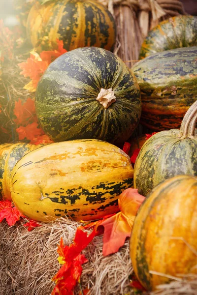 Autumn harvest symbol - assortment of pumpkin vegetables. Fresh natural food,ripe vegetable to prepare dinner. Cut orange pumpkins Jack-O-Lantern for Halloween celebration in November.Cook tasty squash dishes