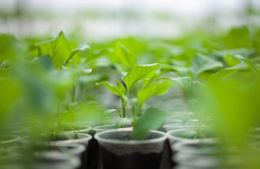  Yeşil bitki fideleri sera içinde satır. Ekili genç lahanası zengin toprak altında glasshouse güneşte yetiştirilmiştir, makro yakın çekim sığ derinliği alan ve hiçbir modelleri