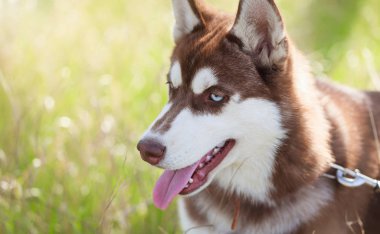 Genç kabarık Sibirya husky köpek portresi. Kahverengi kürk ve parlak mavi gözler. Sevimli yerli doğurmak, Aile ve çocuklar için iyi 