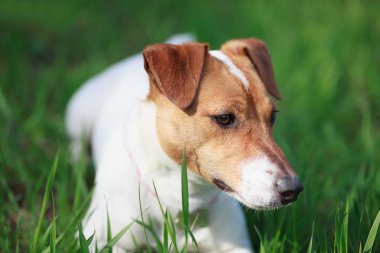 Yeşil park gıda burnuna sahibinden komut bekleyen parçası ile oturuyor ve eğitimli Jack Russell köpek yavrusu. Sevimli küçük yerli köpek, iyi arkadaş bir aile ve çocuklar için.  
