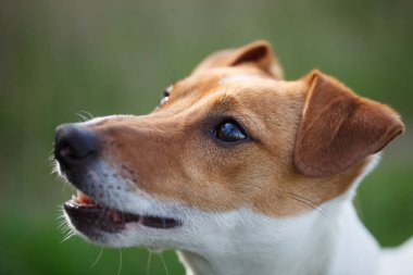 Yeşil park gıda burnuna sahibinden komut bekleyen parçası ile oturuyor ve eğitimli Jack Russell köpek yavrusu. Sevimli küçük yerli köpek, iyi arkadaş bir aile ve çocuklar için.  