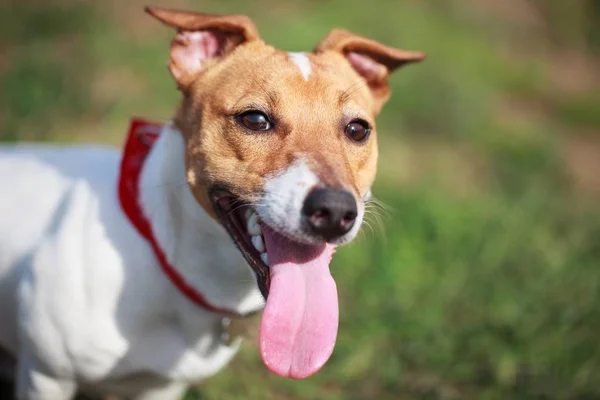 Trained Jack Russell puppy sitting in green park with piece of food on his nose waiting for command from owner. Cute small domestic dog, good friend for a family and kids.