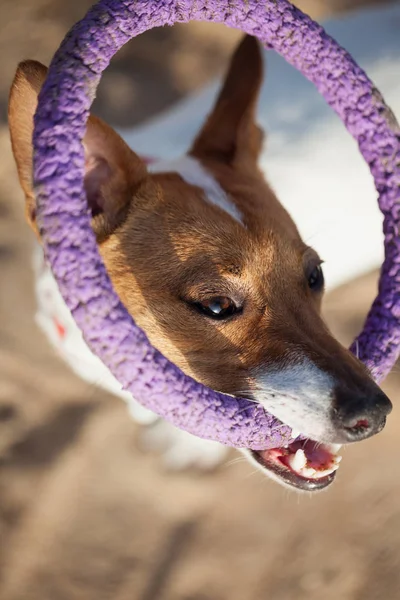 Jack Russell Κουταβάκι Παίζοντας Toy Σύρων Στα Δόντια Τοποθεσία Είναι — Φωτογραφία Αρχείου