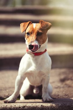  Açık havada merdivenlerden tek başına oturmak Jack Russell köpek yavrusu. Sevimli küçük yerli köpek, bir aile ve çocuklar için iyi arkadaş. Samimi ve eğlenceli köpek doğurmak