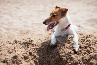 Kum kazma kumsalda oynarken küçük Jack Russell köpek yavrusu. Sevimli küçük yerli köpek, bir aile ve çocuklar için iyi arkadaş. Samimi ve eğlenceli köpek doğurmak 