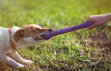 Küçük Jack Russell köpek diş çektirme oyuncak ile oynamaktan sahibi. Yeşil park alanıdır. Sevimli küçük yerli köpek, bir aile ve çocuklar için iyi arkadaş. Samimi ve eğlenceli köpek doğurmak.