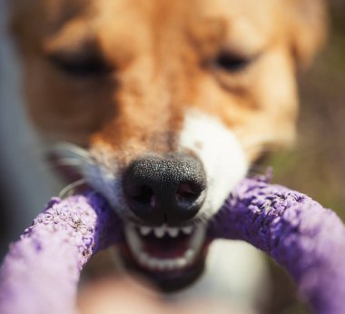 Küçük Jack Russell köpek diş çektirme oyuncak ile oynamaktan sahibi. Yeşil park alanıdır. Sevimli küçük yerli köpek, bir aile ve çocuklar için iyi arkadaş. Samimi ve eğlenceli köpek doğurmak.