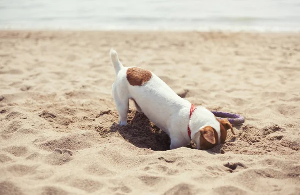 Small Jack Russell puppy playing on the beach digging sand. Cute small domestic dog, good friend for a family and kids. Friendly and playful canine breed