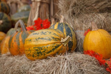 Sonbaharda hasat simge - kabak sebze ürün yelpazesine. Taze doğal gıda, yemek hazırlamak için olgun sebze. Turuncu pumpkins Jack-O-Lantern November.Cook lezzetli squash yemekleri Cadılar Bayramı kutlama için kesmek 