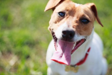 Yeşil parkta ağır nefes alan küçük Jack Russell 'ın portresi. Köpekçik pembe dilli kameraya bakıyor. Şirin küçük bir evcil köpek, aile ve çocuklar için iyi bir arkadaş. Dost canlısı ve neşeli köpek cinsi.