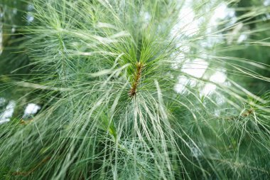 Egzotik Canarieniss Smith çam ağacı botanik bahçesi içinde büyümek. Herdem yeşil çam ağacı dalı atış kapatın. Makroda nadir bitkiler