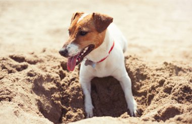 Sahilde kum kazma oynayan Jack Russell köpek yavrusu. Sevimli küçük yerli köpek, bir aile ve çocuklar için iyi arkadaş. Samimi ve eğlenceli köpek doğurmak