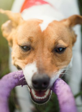 Sahibi, dişlerinde oyuncak olan küçük Jack Russell 'la oynuyor. Mekan açık havada. Şirin küçük bir evcil köpek, aile ve çocuklar için iyi bir arkadaş. Dost canlısı ve neşeli köpek cinsi.
