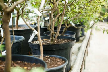 Güneşli Botanik Bahçesi glasshouse yeşil bitkiler büyümek. Tencereye büyüyen bitki sera bitki