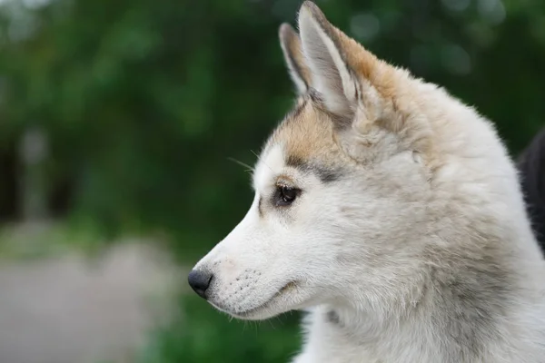 Fajtiszta Szibériai Husky Portréja Vadász Kutya Hosszú Silved Bundáját Hazai — Stock Fotó