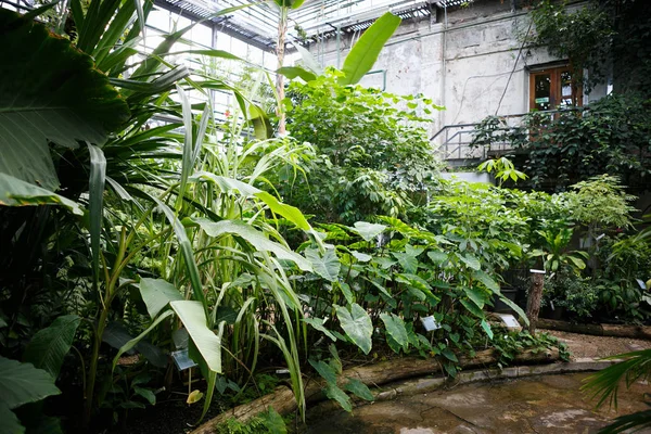 Big Green Leaves Tropical Cococasia Esculenta Plant Growing Botanical Garden — Stock Photo, Image