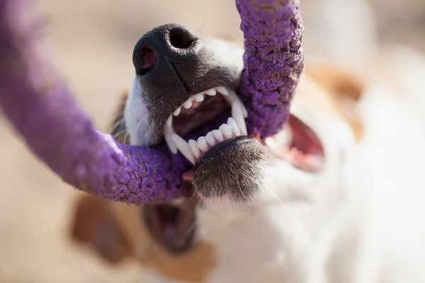 Owner Playing Little Jack Russell Puppy Puller Toy Teeth Location — Stock Photo, Image