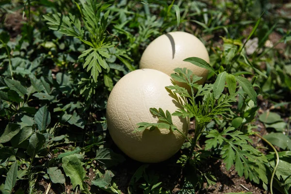 Wild African Ostrich Eggs Ground Outdoor Cook Natural Food Trophy — Stock Photo, Image