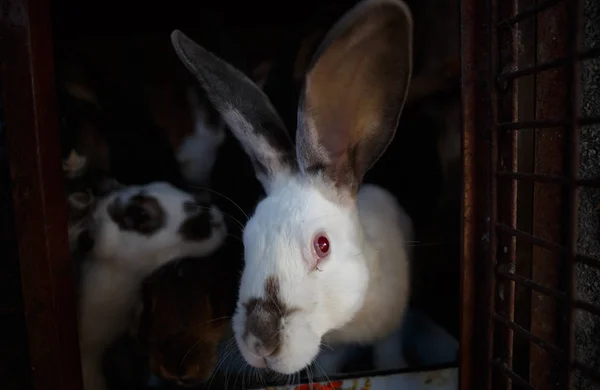 在动物养殖场的笼子里近距离拍摄家兔 可爱的兔子被锁在孵化器笼子里 — 图库照片