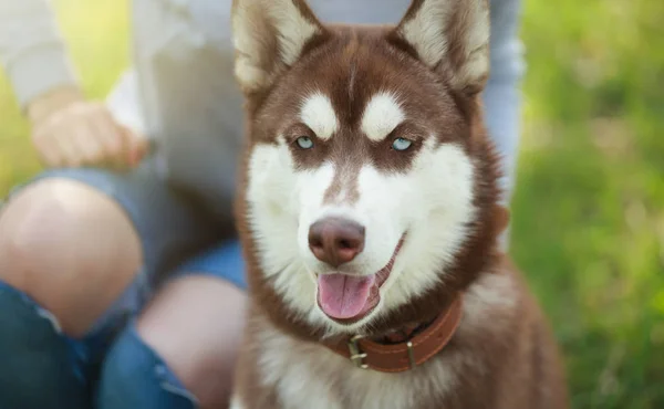 Frau Sitzt Mit Ihrem Husky Hund Grünen Park Freien Lustige — Stockfoto