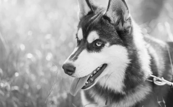 Genç Kabarık Sibirya Husky Köpek Portresi Kahverengi Kürk Parlak Mavi — Stok fotoğraf