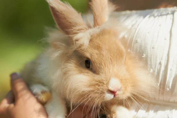 Młoda Pani Gospodarstwa Cutiest Mało Puszyste Służący Królik Jej Ręce — Zdjęcie stockowe