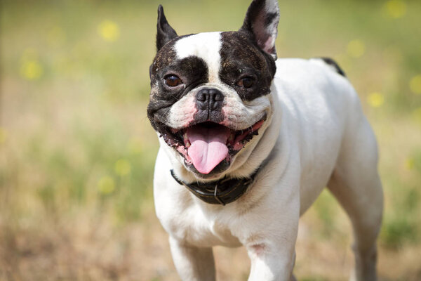 Здоровый молодой бульдог в парке
