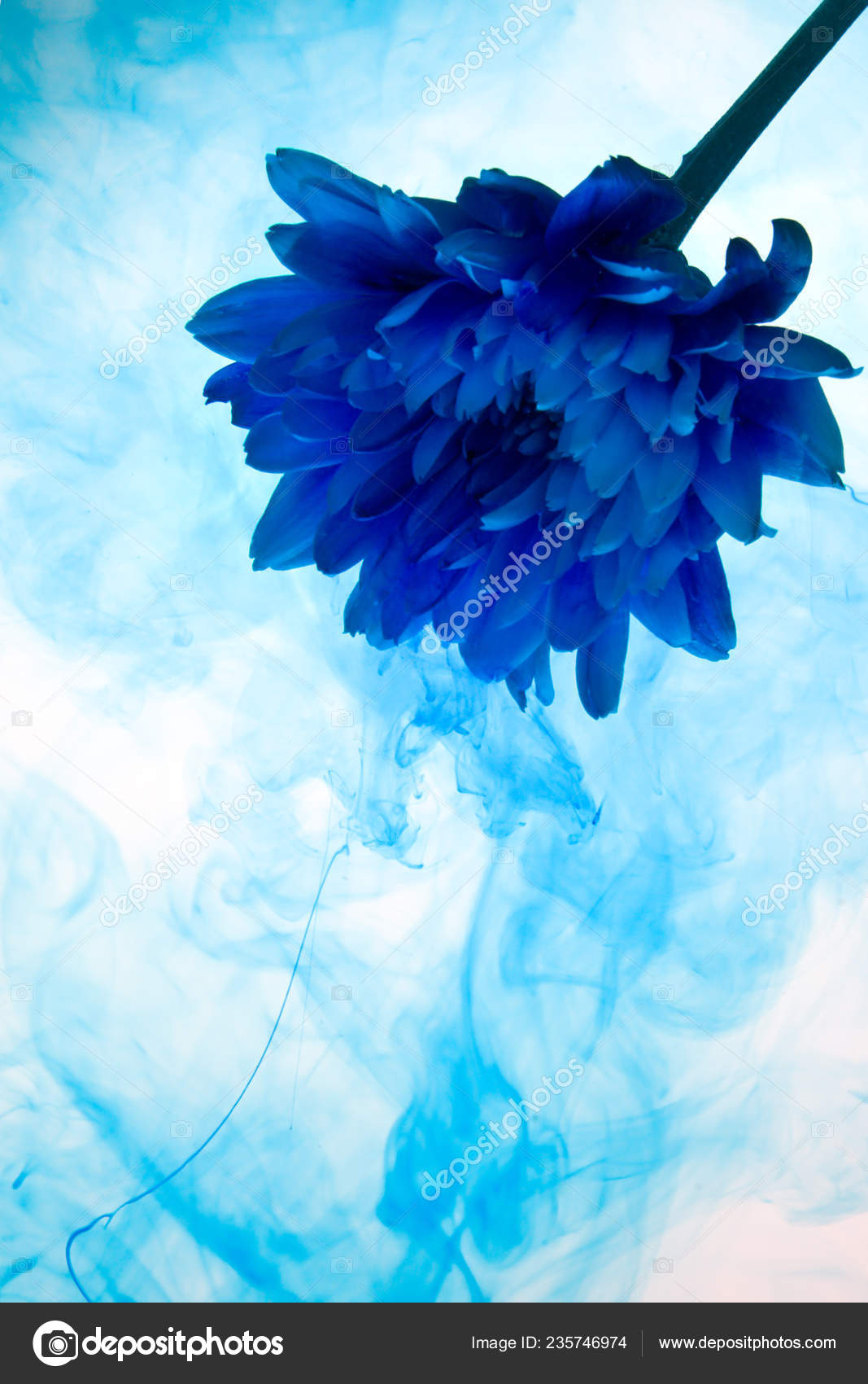 images Abstract Chrysanthemum Images depositphotos