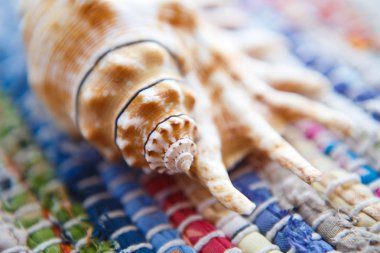 Tropikal plaj güzel deniz kabuklarını. Deniz yaşamını kapatın. Deniz tarafında toplanan dekoratif mercan kabukları.