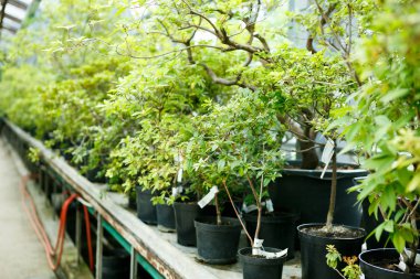 Güneşli Botanik Bahçesi glasshouse yeşil bitkiler büyümek. Tencereye büyüyen bitki sera bitki