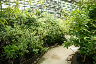 Nadir egzotik bitki botanik serada büyümek. Tropikal bitki makroda yakın bırakır. Benzersiz yeşil bitkiler botanik bahçe koleksiyonu