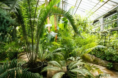 Tropikal palmiye ağacı Botanik Bahçesi seralarda büyümek. Güneşli glasshouse büyüyen egzotik yeşil bitki