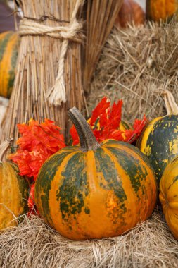 Sonbaharda hasat simge - kabak sebze ürün yelpazesine. Taze doğal gıda, yemek hazırlamak için olgun sebze. Turuncu pumpkins Jack-O-Lantern November.Cook lezzetli squash yemekleri Cadılar Bayramı kutlama için kesmek 
