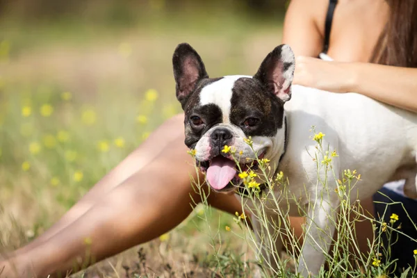 Parkta Onun Sağlıklı Genç Bulldog Ile Oynayan Kız — Stok fotoğraf