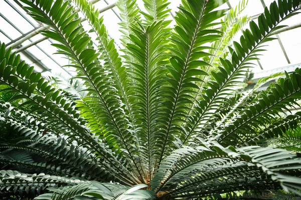 Egzotik Tropik Yeşil Bitkiler Botanik Bahçesi Güneşli Serada Büyümek Makro — Stok fotoğraf